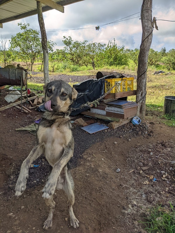 Dog chained